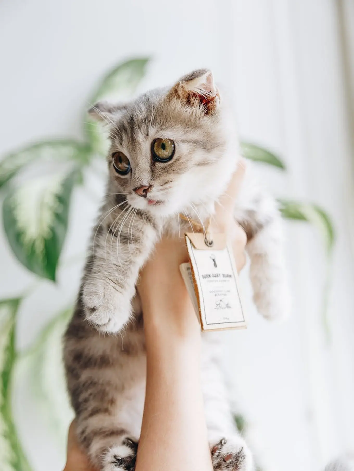 Mengurai Makna di Balik Mimpi Dicakar Kucing