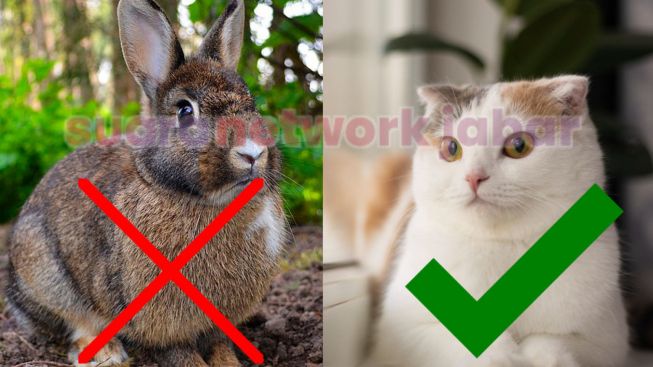 Memahami Siklus Kehidupan Kucing Menurut Shio dan Kematian Alami