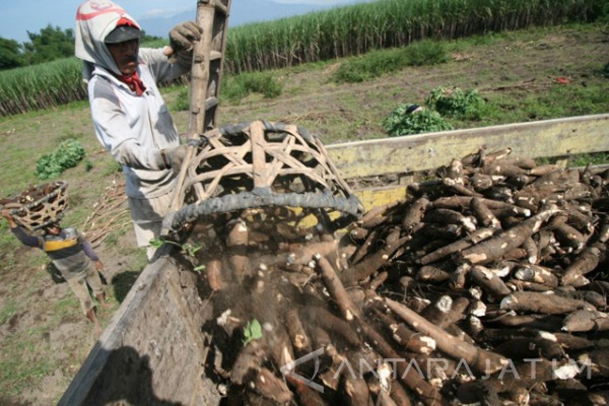 Mimpi Panen Singkong Impian: Strategi Alami dan Merata