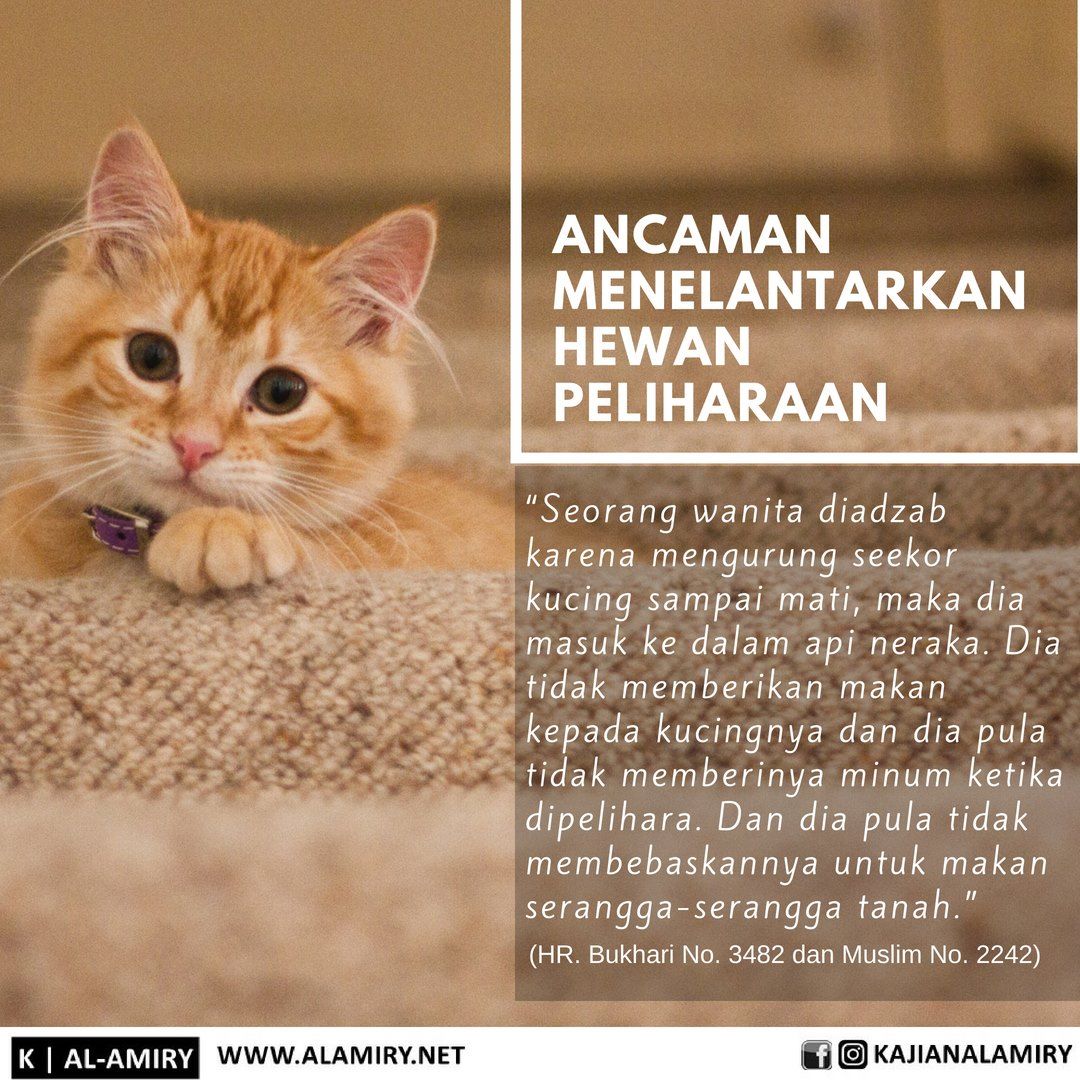 Mengatasi Kesedihan Akibat Kehilangan Kucing Kesayangan