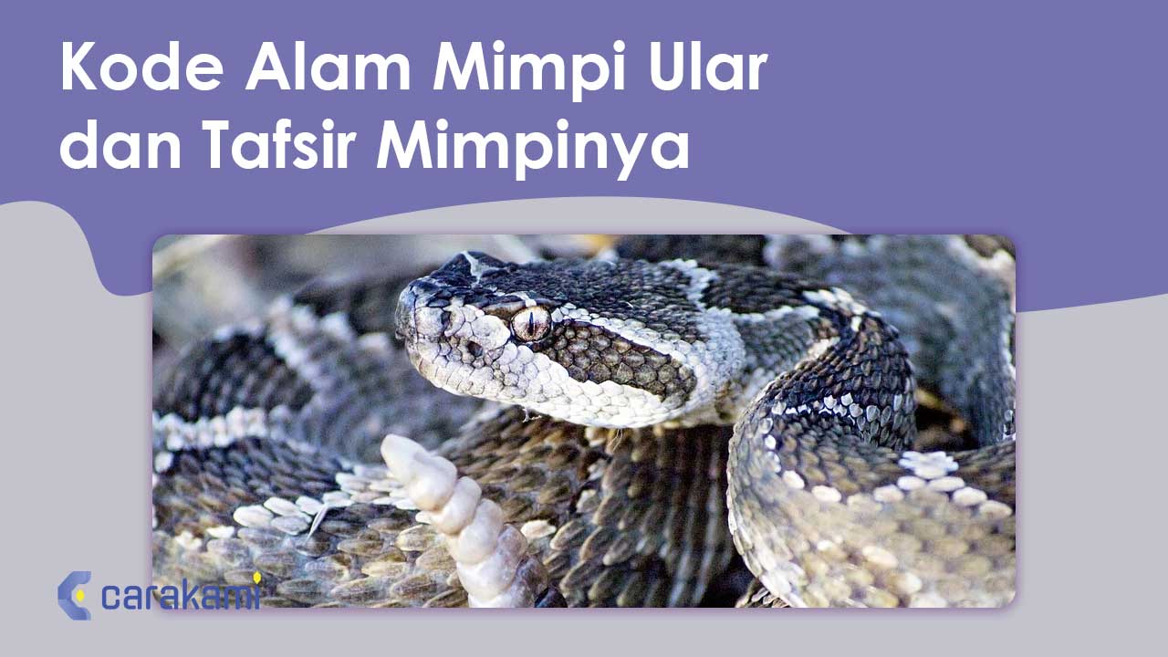 Menguak Kode Mimpi Ular: Interpretasi dan Maknanya