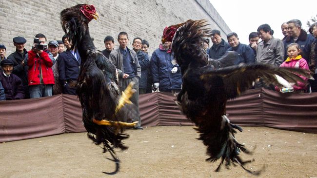 Memahami Makna di Balik Mimpi Adu Ayam