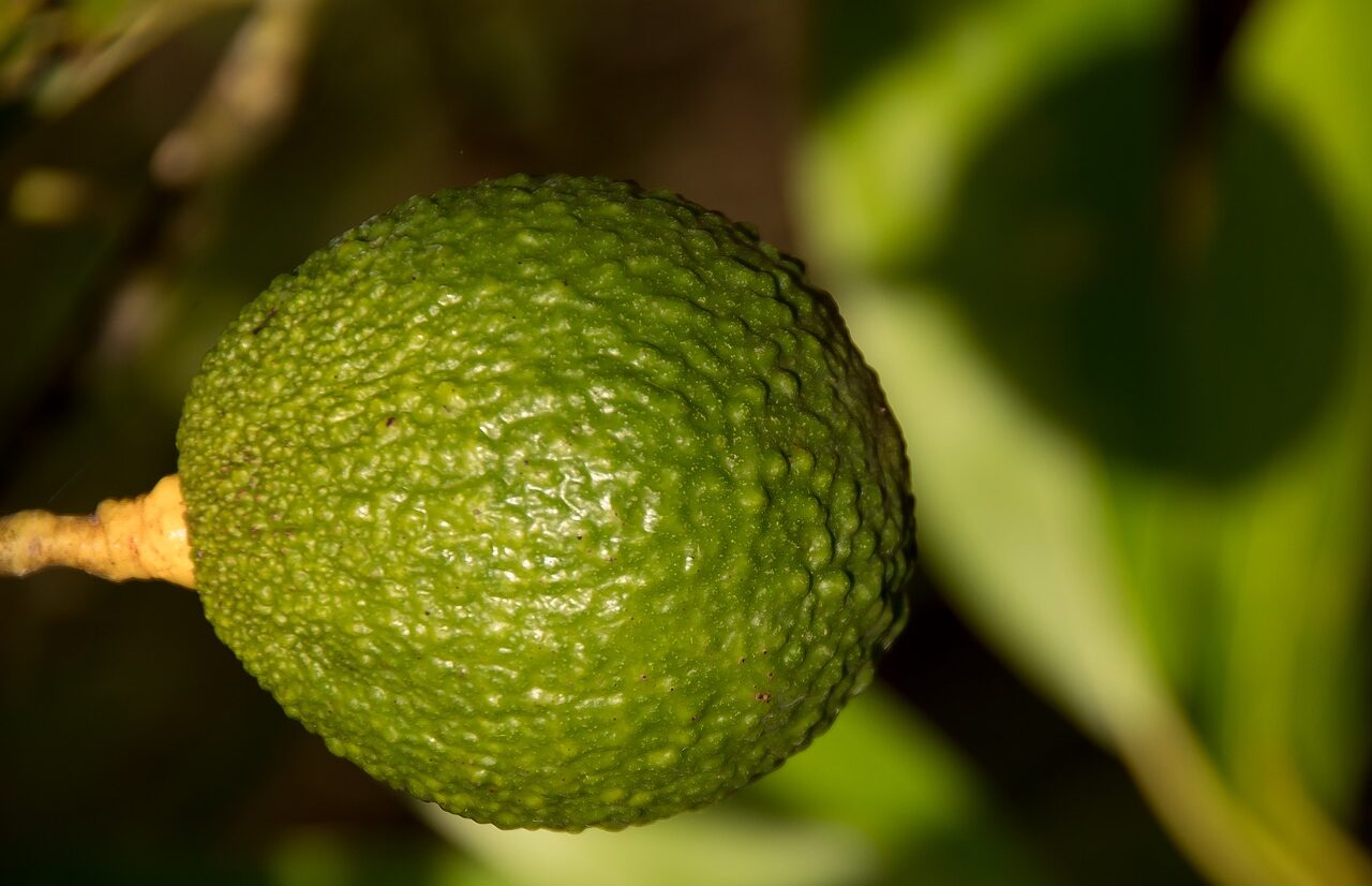 Mengungkap Makna Mimpi Buah Alpukat: Simbolisme dan Interpretasi