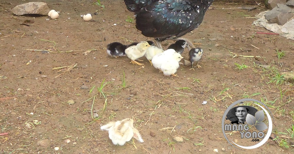Memahami Arti Mimpi Melihat Anak Ayam: Sebuah Interpretasi