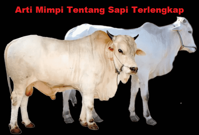 Mimpi Dikejar Sapi: Makna, Interpretasi, dan Psikologi di Baliknya