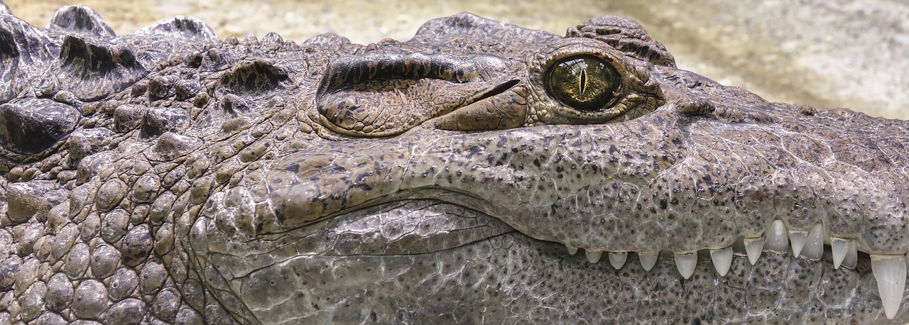 Memahami Makna Tersembunyi di Balik Mimpi Buaya