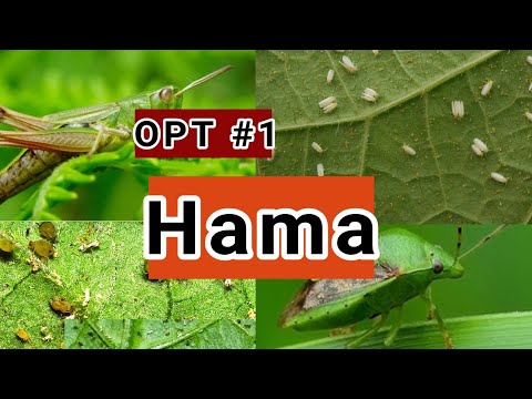 Memahami Apa Arti Hama dalam Bahasa Bali dan Pengendalian Alami
