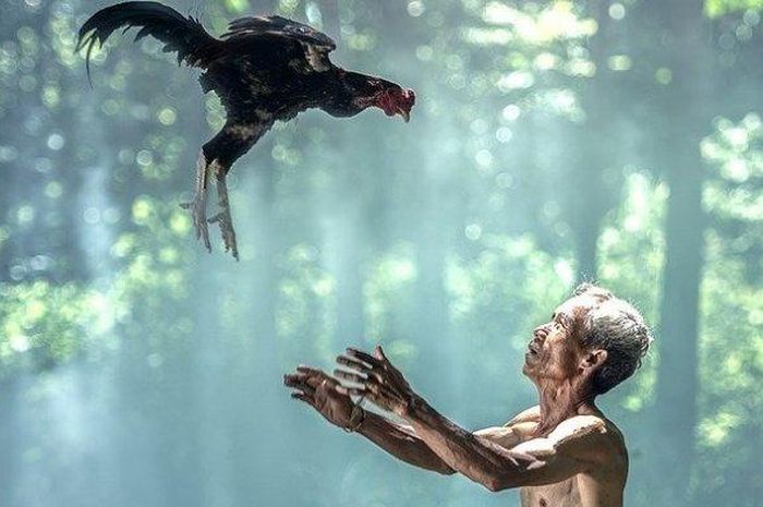 Menjelajahi Makna Tersembunyi Mimpi Menangkap Ayam Hutan: Sebuah Analisis Mendalam