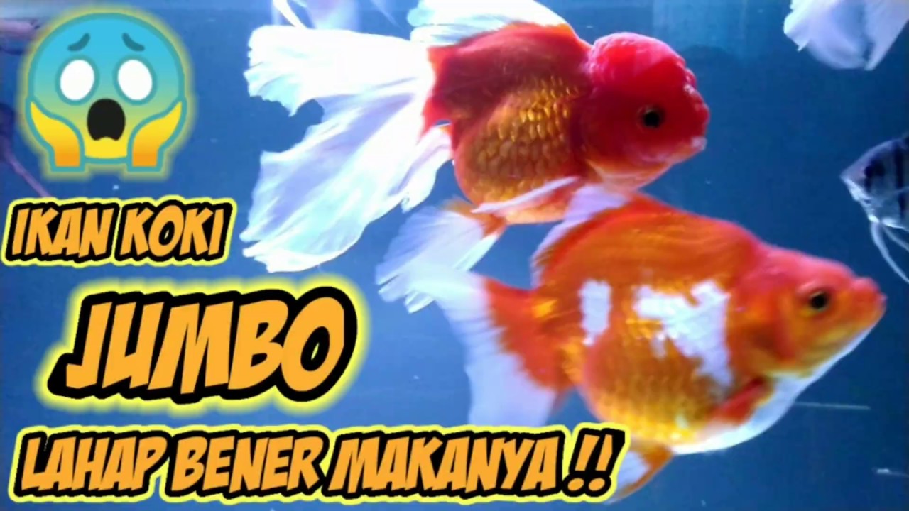 Memahami Makna di Balik Mimpi Dikasih Ikan