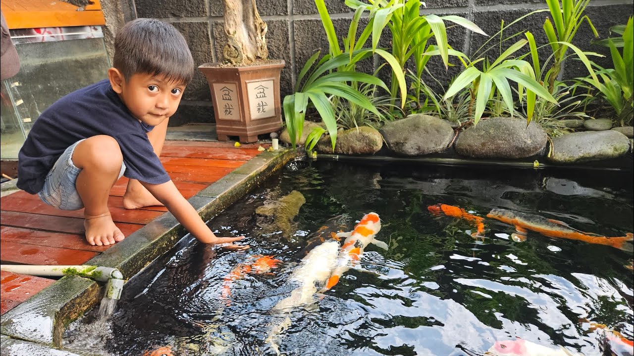 Mimpi Memberi Makan Ikan Secara Alami: Strategi Efektif untuk Akuakultur Berkelanjutan