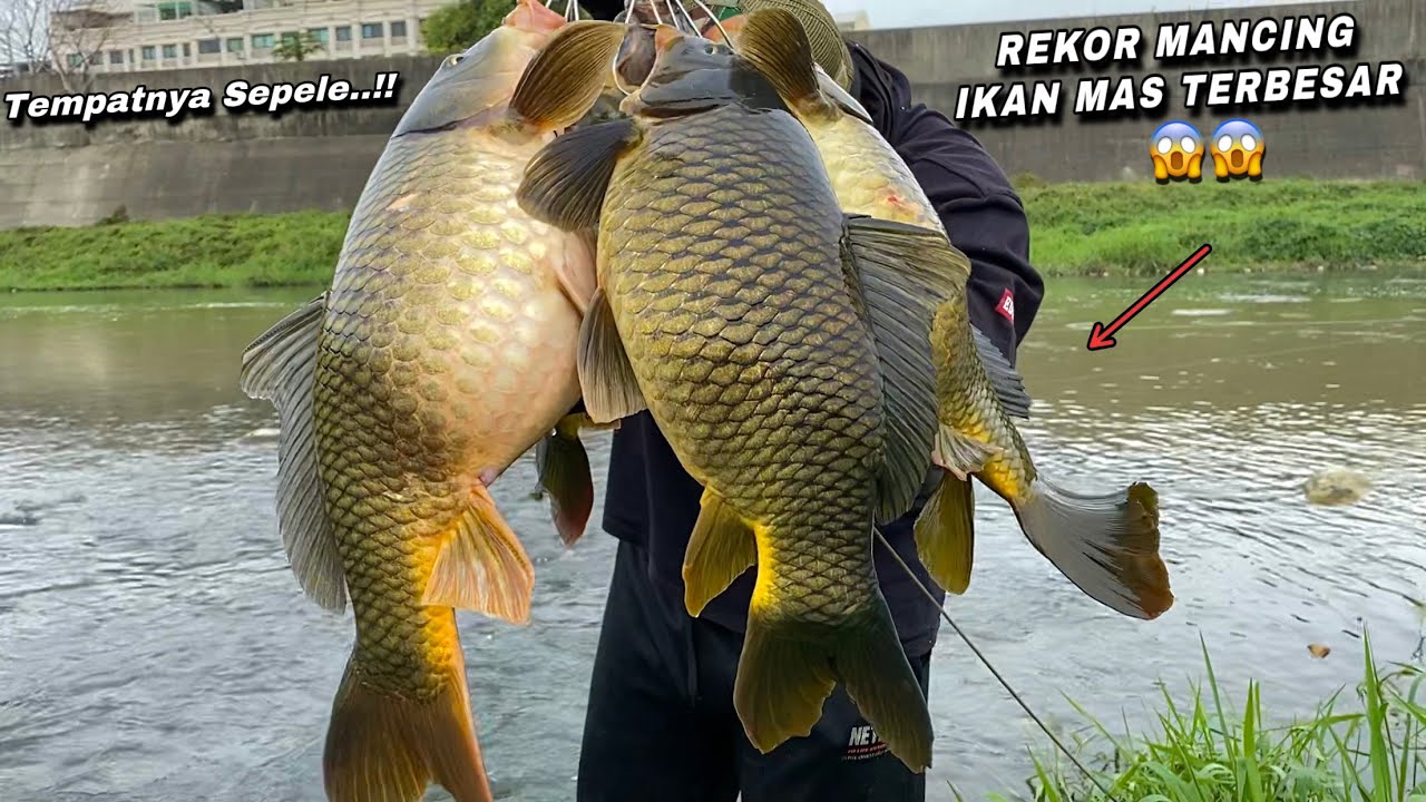Mimpi Mancing Ikan Mas Alami: Interpretasi dan Realita
