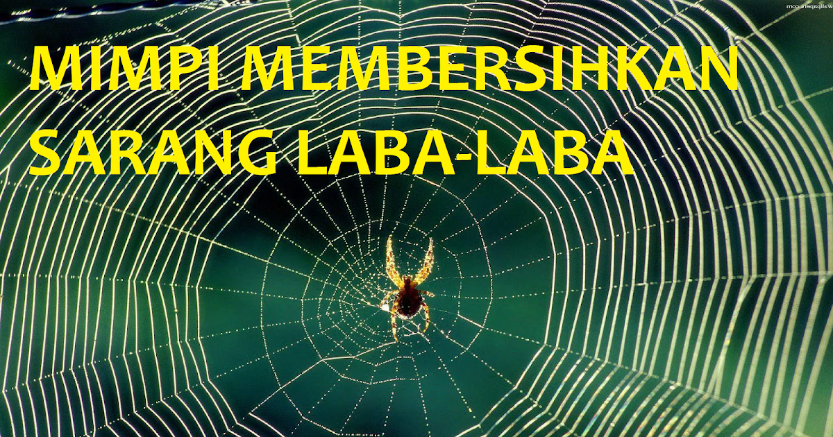 Membersihkan Sarang Laba-Laba: Solusi Alami dan Efektif