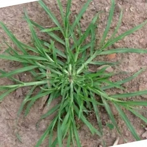 Mimpi Rumput yang Rapi: Cara Alami Merawat Halaman Anda