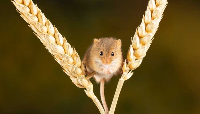 Memahami Arti Mimpi Melihat Tikus: Interpretasi dan Signifikansinya
