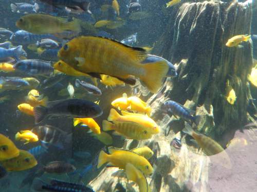 Memahami Makna Mimpi Mancing Ikan Mas: Interpretasi dan Potensi Diri