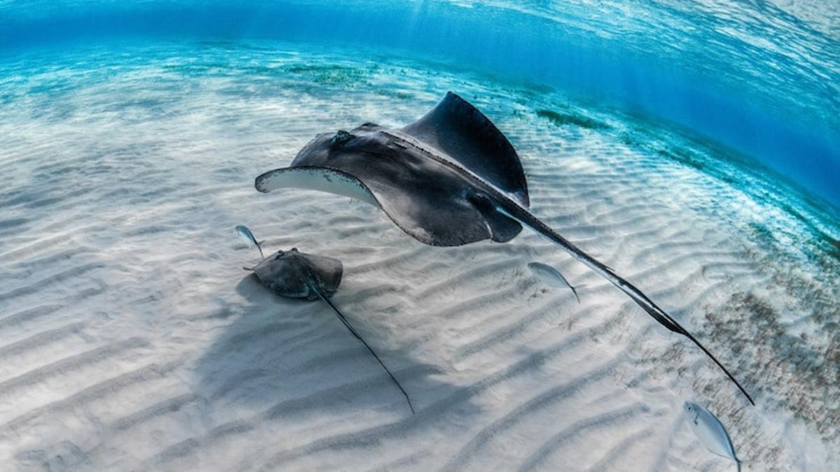Arti Mimpi Digigit Ikan Pari: Makna dan Interpretasi