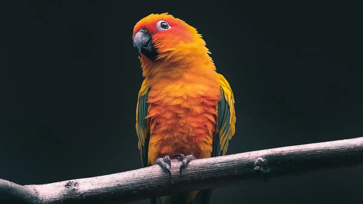 Memahami Makna Mimpi Melihat Burung Mati dalam Sangkar