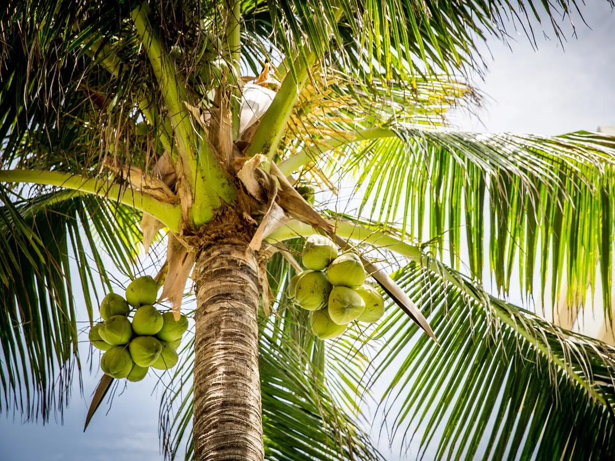 Menjelajahi Makna dan Potensi dalam Mimpi Pohon Kelapa
