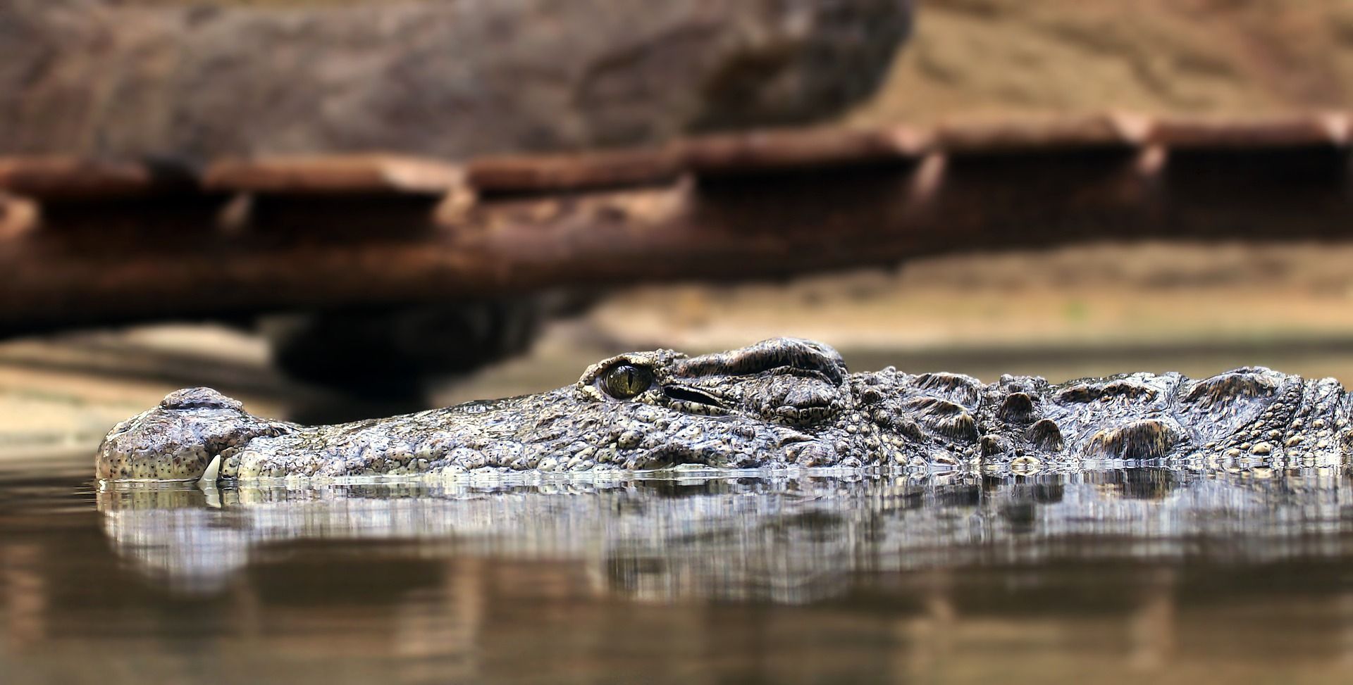 Memahami Makna di Balik Mimpi Melihat Buaya di Sungai
