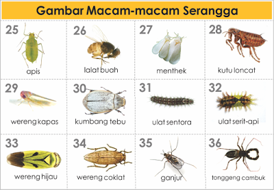 Memahami Buku Mimpi: Interpretasi Kutu Rambut dan Solusi Alami