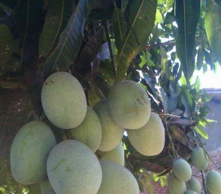 Mengungkap Makna Tersembunyi di Balik Mimpi Mengambil Buah Mangga Jatuh