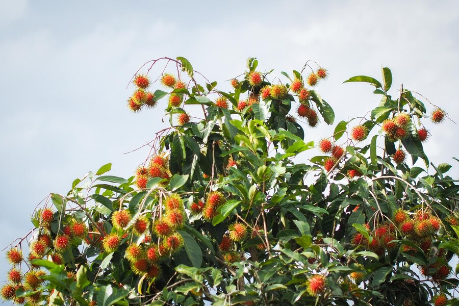 Mengungkap Makna di Balik Mimpi Melihat Pohon Rambutan Berbuah Lebat