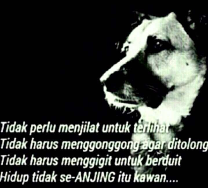 Memahami Kata-Kata Anjing Berkelas: Lebih dari Sekadar Bahasa