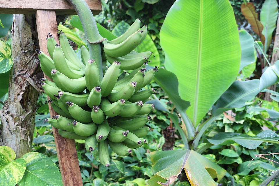Memahami Makna di Balik Mimpi Pohon Pisang Roboh Secara Alami