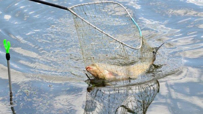 Memahami Mimpi Jaring Ikan: Simbolisme, Interpretasi, dan Penerapannya