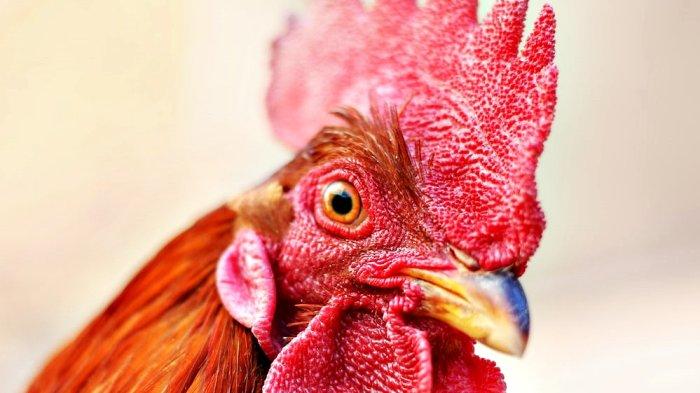 Memahami Makna Mimpi Menangkap Ayam Jago: Sebuah Analisis