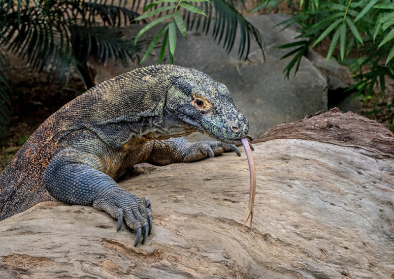 Menjelajahi Makna Tersembunyi di Balik Buku Mimpi Komodo