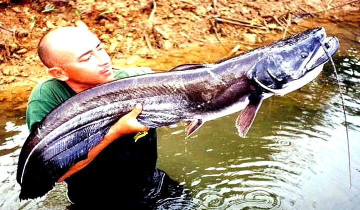 Mengungkap Makna Mimpi Melihat Ikan: Sebuah Analisis Mendalam