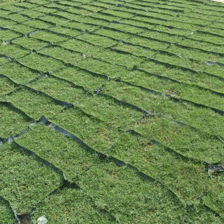 Kata Mutiara Rumput: Inspirasi dari Keindahan Alam yang Sederhana