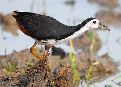 Mimpi Menangkap Burung Ruak Ruak Secara Alami: Mengupas Mitos dan Upaya Konservasi