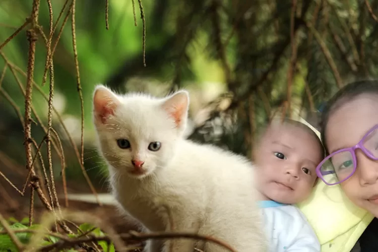 Mimpi Memberi Makan Kucing Menurut Islam: Interpretasi dan Kiat Merawat Kucing Secara Alami