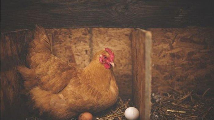 Memahami Makna di Balik Mimpi Menyembelih Ayam
