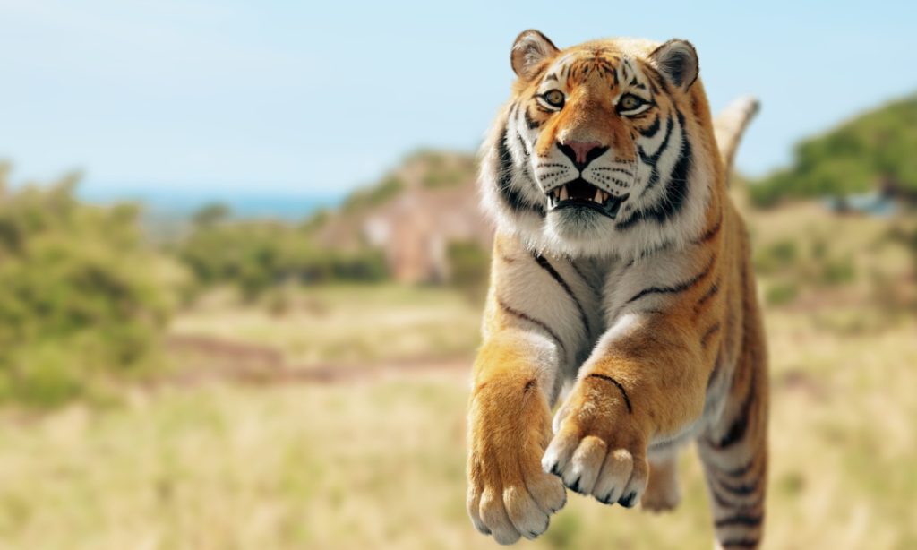 Memahami Mimpi Dikejar Harimau: Arti, Psikologi, dan Cara Mengatasinya