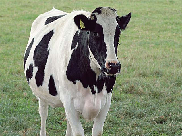 Memahami Mimpi Menyembelih Sapi: Arti, Interpretasi, dan Relevansinya