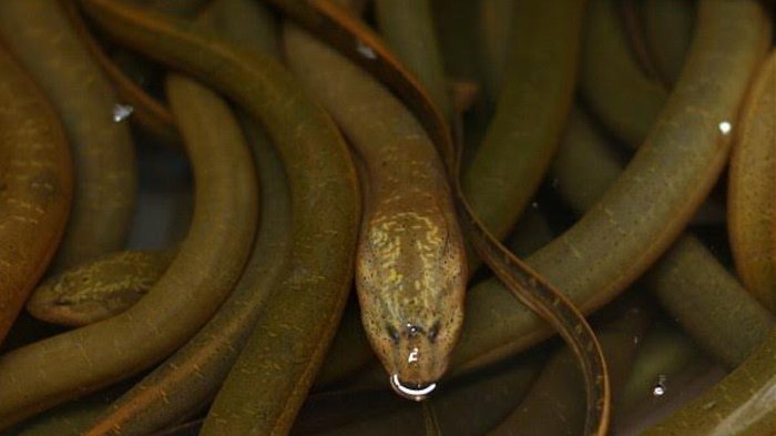 Memahami Makna Mimpi Melihat Belut Secara Alami