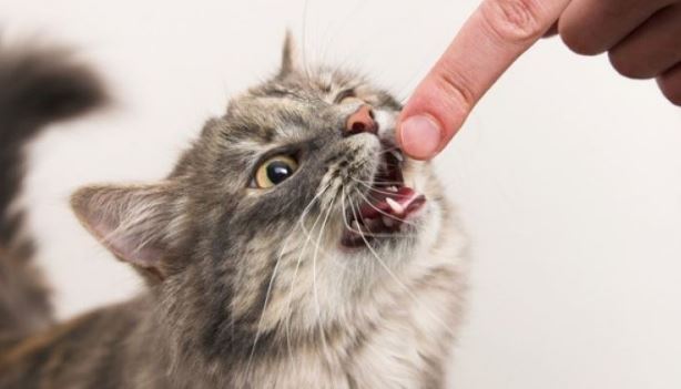 Memahami Arti Mimpi Digigit Kucing: Interpretasi dan Maknanya
