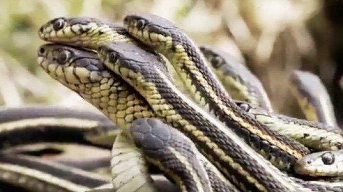 Memahami Makna di Balik Mimpi Melihat Banyak Ular