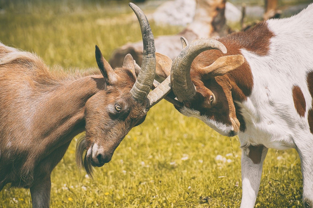 Memahami Mimpi Kambing Melahirkan: Arti dan Interpretasinya