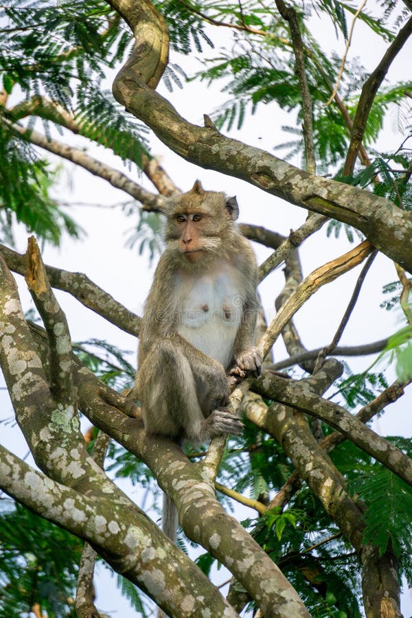 Memahami Binatang Ekor Panjang 2D: Konsep dan Aplikasi