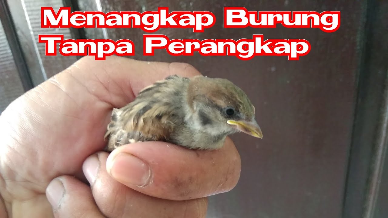 Memahami Makna di Balik Mimpi Menangkap Burung Perkutut