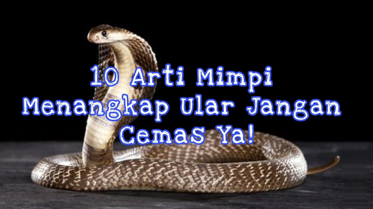 Memahami Makna di Balik Mimpi Menangkap Ular Besar