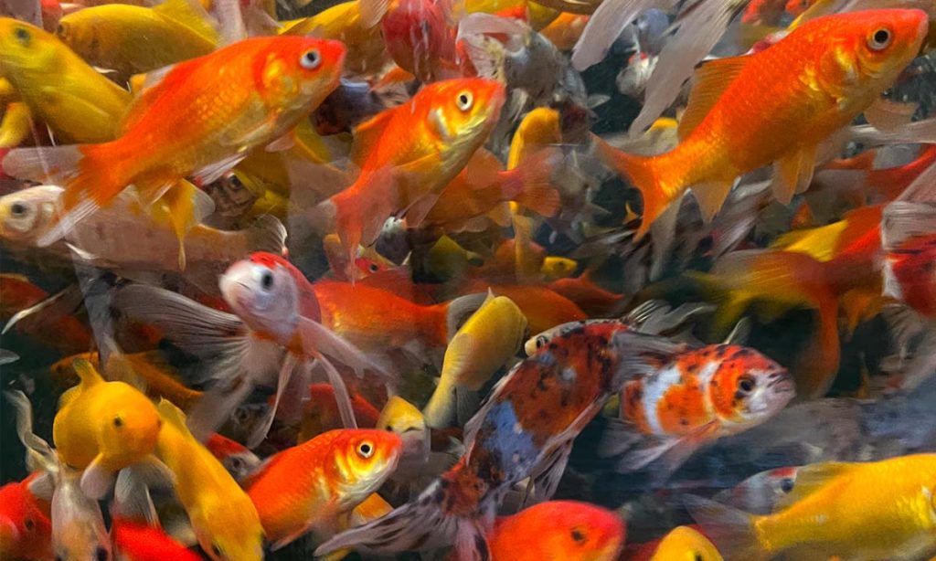 Memahami Makna Mimpi Melihat Ikan Mas Banyak: Sebuah Analisis