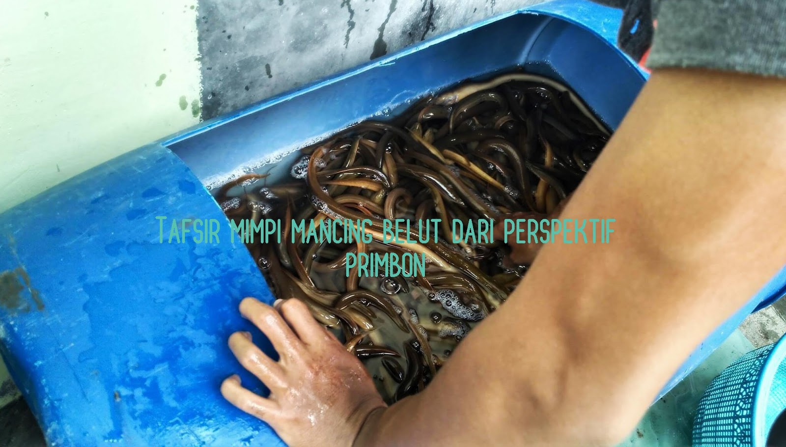Memahami Arti Mimpi Mancing Belut: Simbolisme Tersembunyi di Alam Bawah Sadar